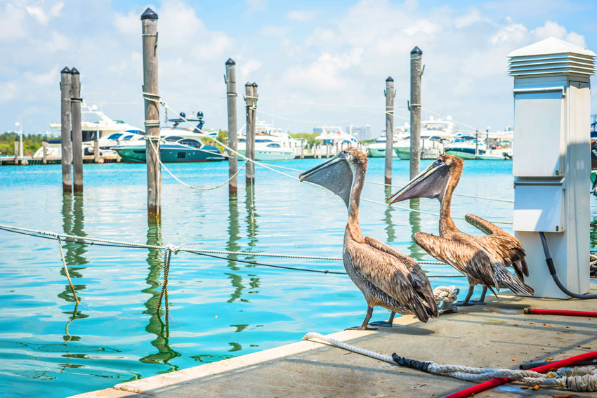 Naples Pelicans